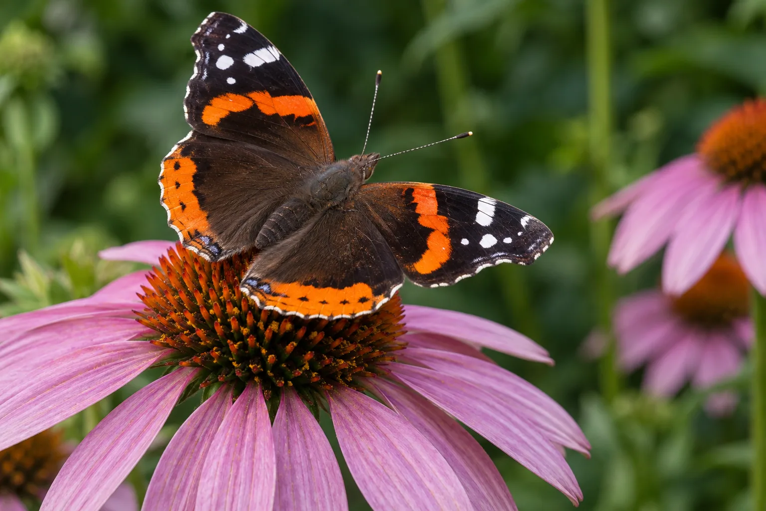 Detailed butterfly resting on a purple coneflower
